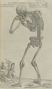 vesalius skeleton