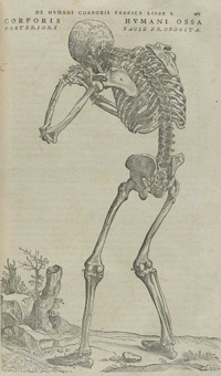 Vesalius skeleton