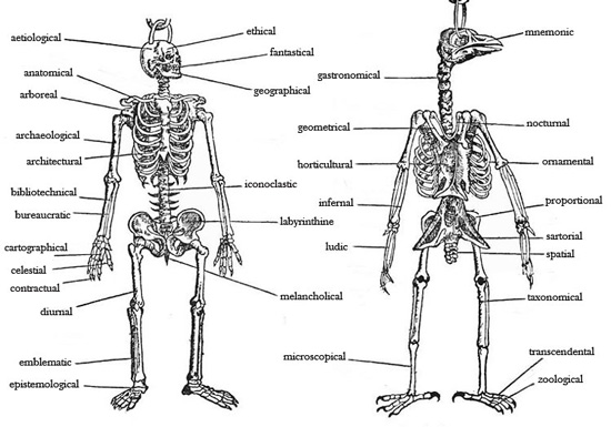 Anatomical Skeleton