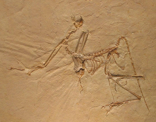 Munich Archaeopteryx