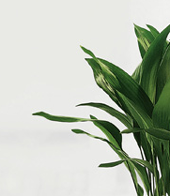 aspidistra