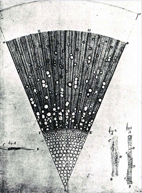 A microscopic section of a one-year-old ash tree, Leeuwenhoek