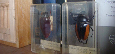 beetles and blocks