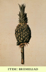bromeliad