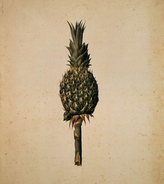 Jacopo Ligozzi, Pineapple