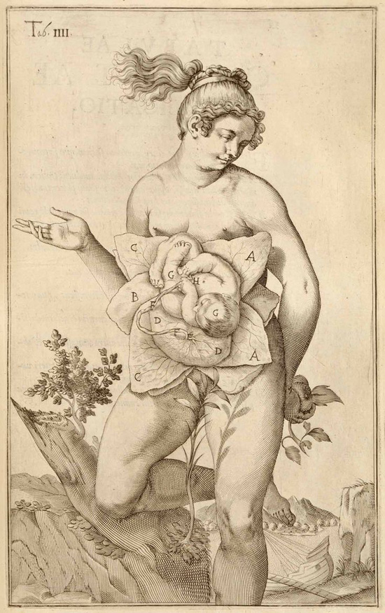 Renaissance anatomical drawing