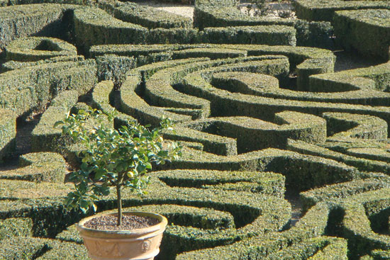 Orange Trees, Villa Doria Pamphilj