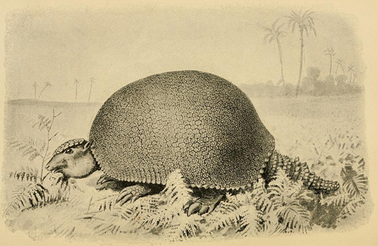 Glyptodon