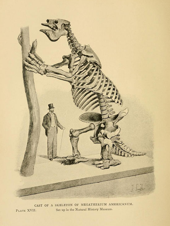 Megatherium skeleton