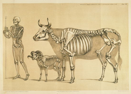 A Comparative View of the Human and Animal Frame, Benjamin Waterhouse Hawkins