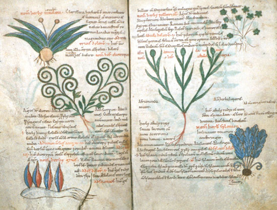 Page from the Pseudo-Apuleius Herbarium