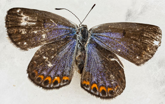 Karner Blue (Lycaeides melissa samuelis)