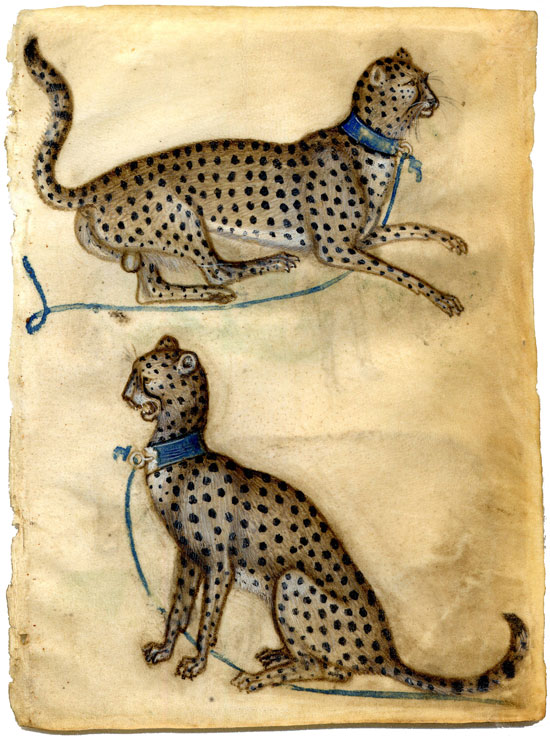 Giovannino de'Grassi, study of cheetahs