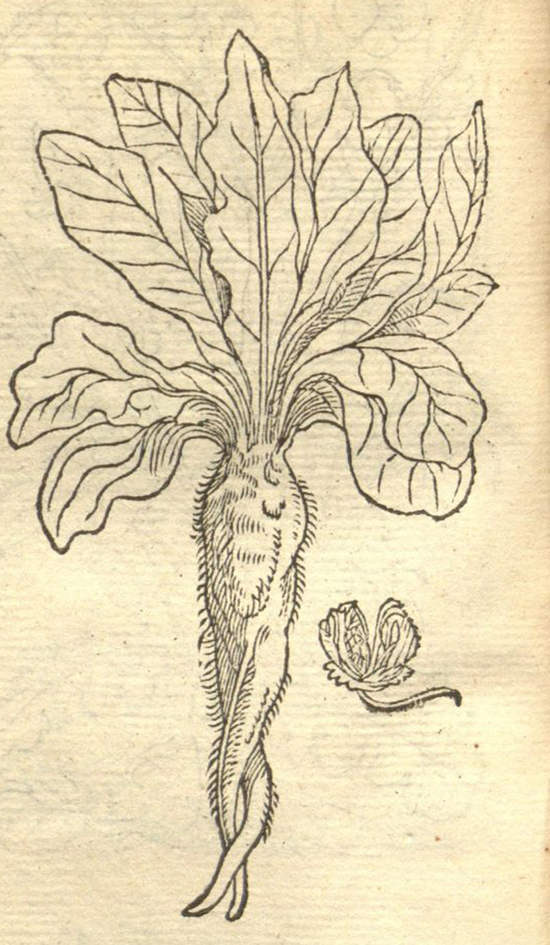 mandrake