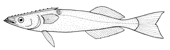 remora