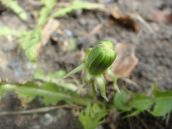 dandelion