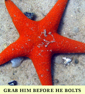 starfish