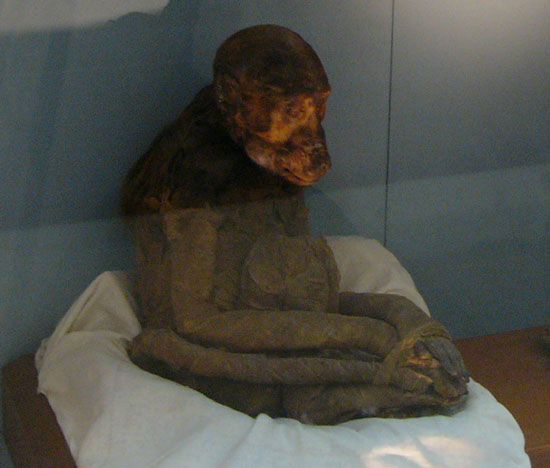 A mummified baboon