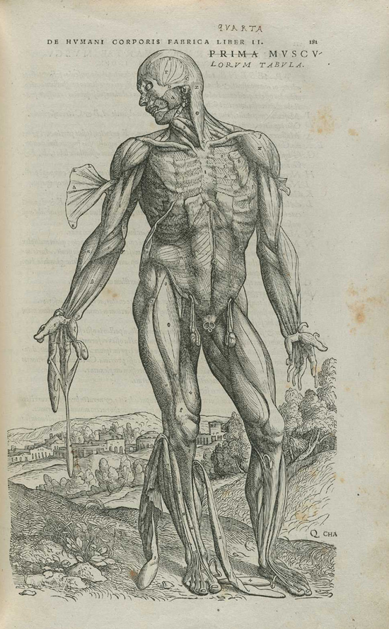 Vesalius anatomical drawing