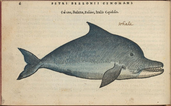 Petri Belloni, Whale